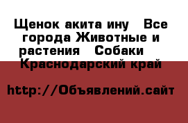 Щенок акита ину - Все города Животные и растения » Собаки   . Краснодарский край